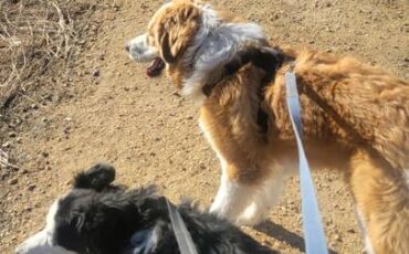 Chevy-3500-dually-1988-grey-4