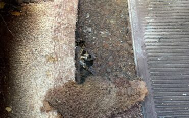 Ford-Thunderbird-1965-Coupe-21