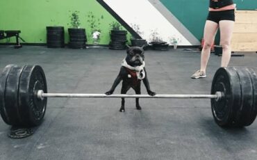 Ford-mustang-1966-blue-2