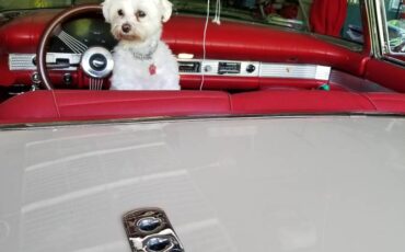 Ford-thunderbird-convertible-1955-custom-12
