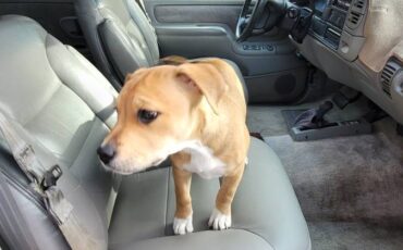 Gmc-suburban-1995-green-8