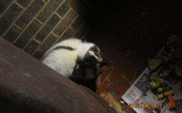 MG-MGB-1980-Convertible-12