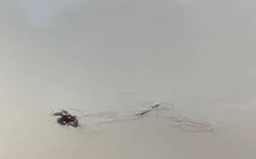 Mercedes-240d-diesel-1981-yellow-13