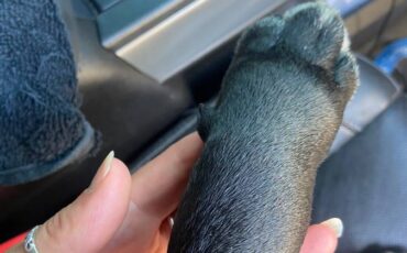 Oldsmobile-442-1972-blue-15