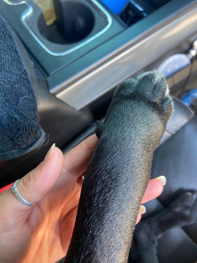 Oldsmobile-442-1972-blue-15