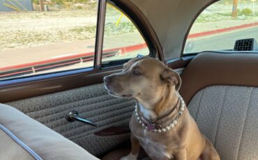 Packard-Patrician-1955-Sedan-6