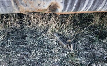 Plymouth-trailduster-1979-brown-17