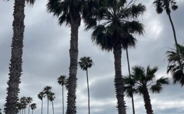 Vw-beetle-bug-1966-white