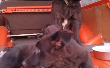 Willys-Overland-Model-90-1960-SUV-6