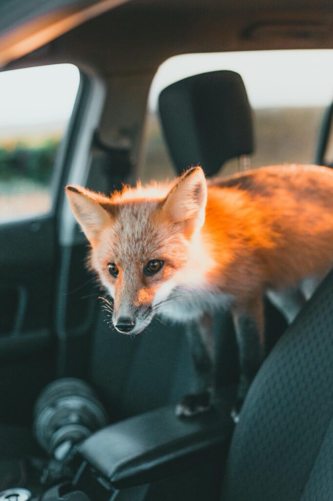 Renard dans une voiture